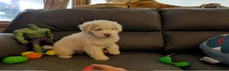 Miniature Poodle dogs for sale: Lennon ☆BLIND☆ - Ad 2