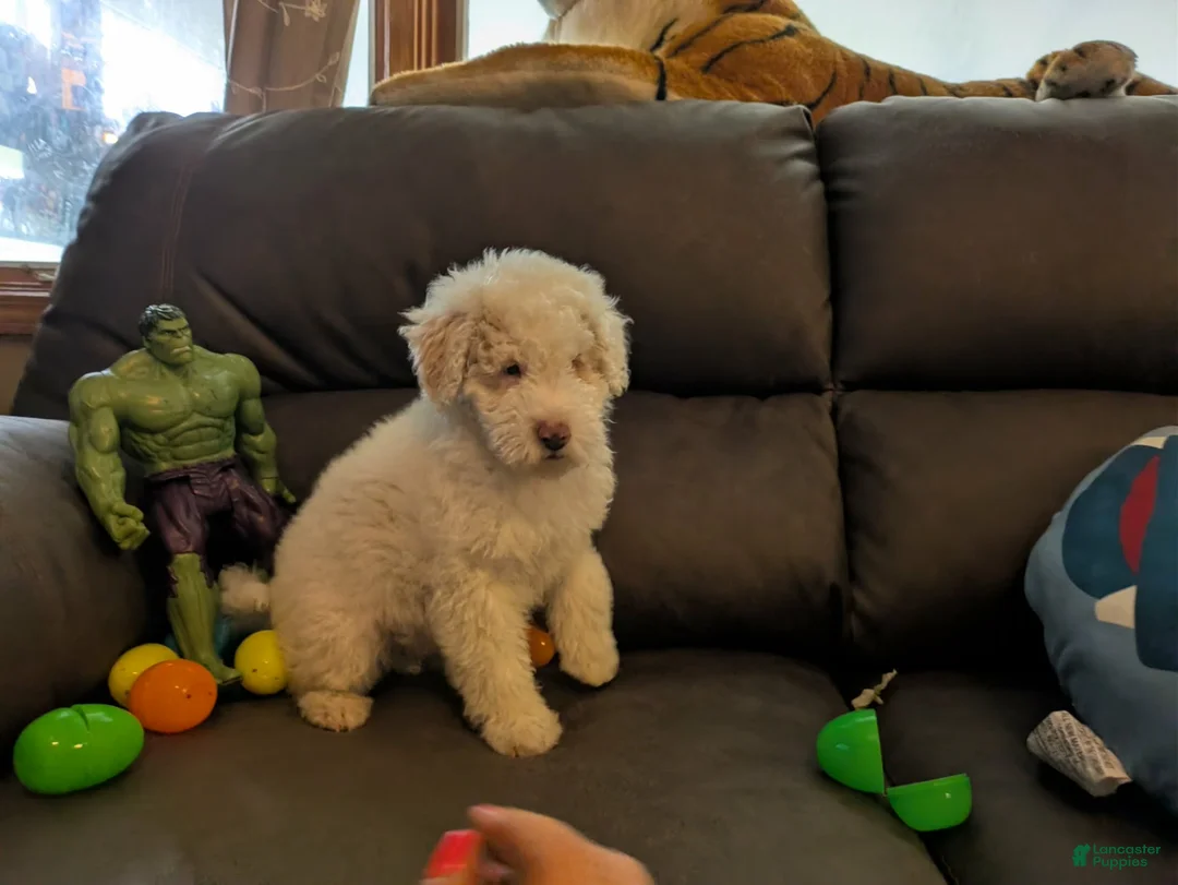 Miniature Poodle dogs for sale: Lennon ☆BLIND☆ - Ad 2