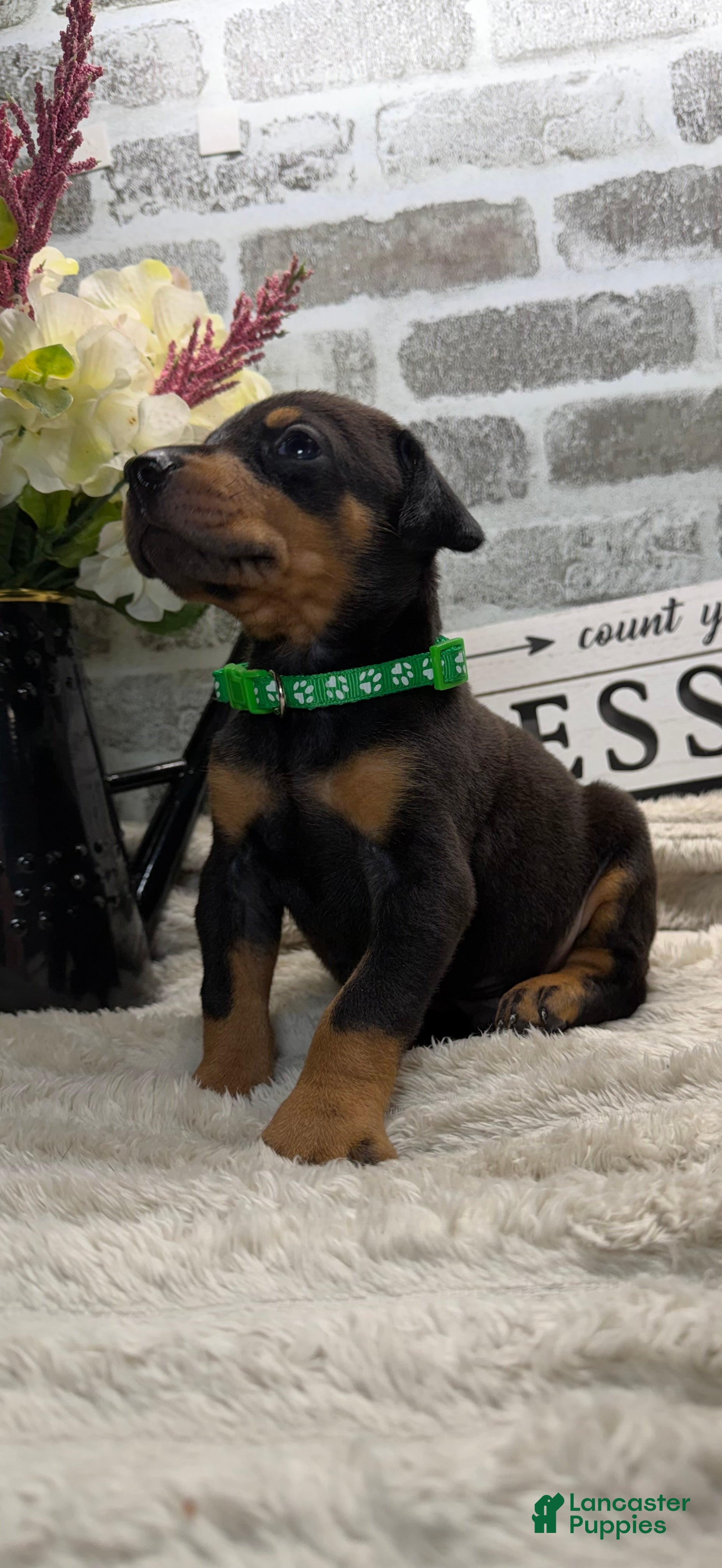 Doberman Pinscher dogs Black male green collar  - Ad 31
