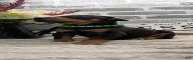 Black male green collar 