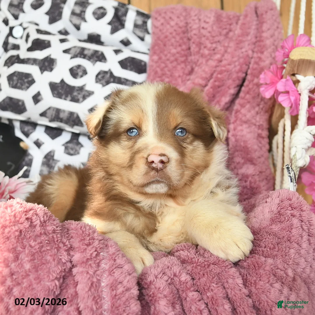Australian Shepherd dogs for sale: Mercy  - Ad 3