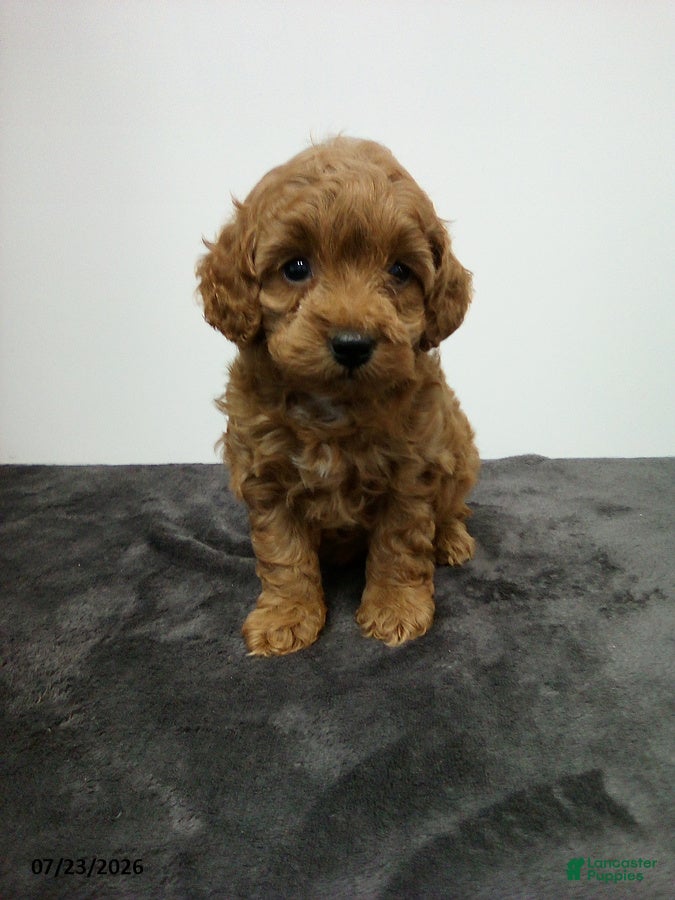 Cavapoo dogs Dainty - Ad 1