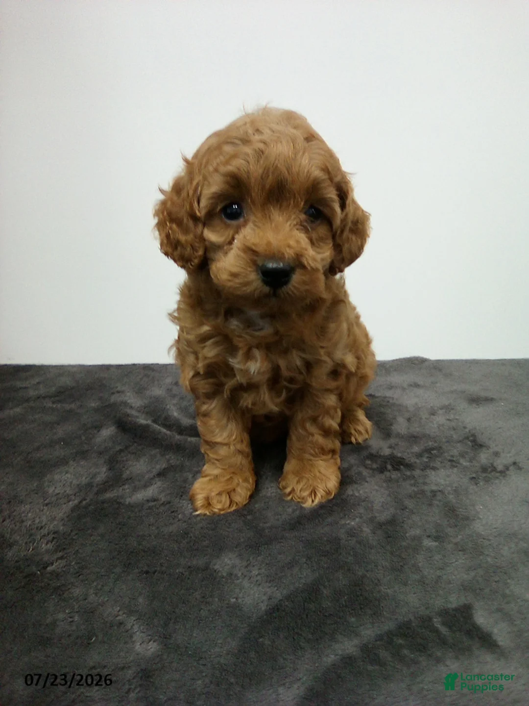 Cavapoo dogs for sale: Dainty - Ad 1