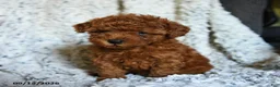 Toy Poodle dogs for sale: Lollipop - Ad 4