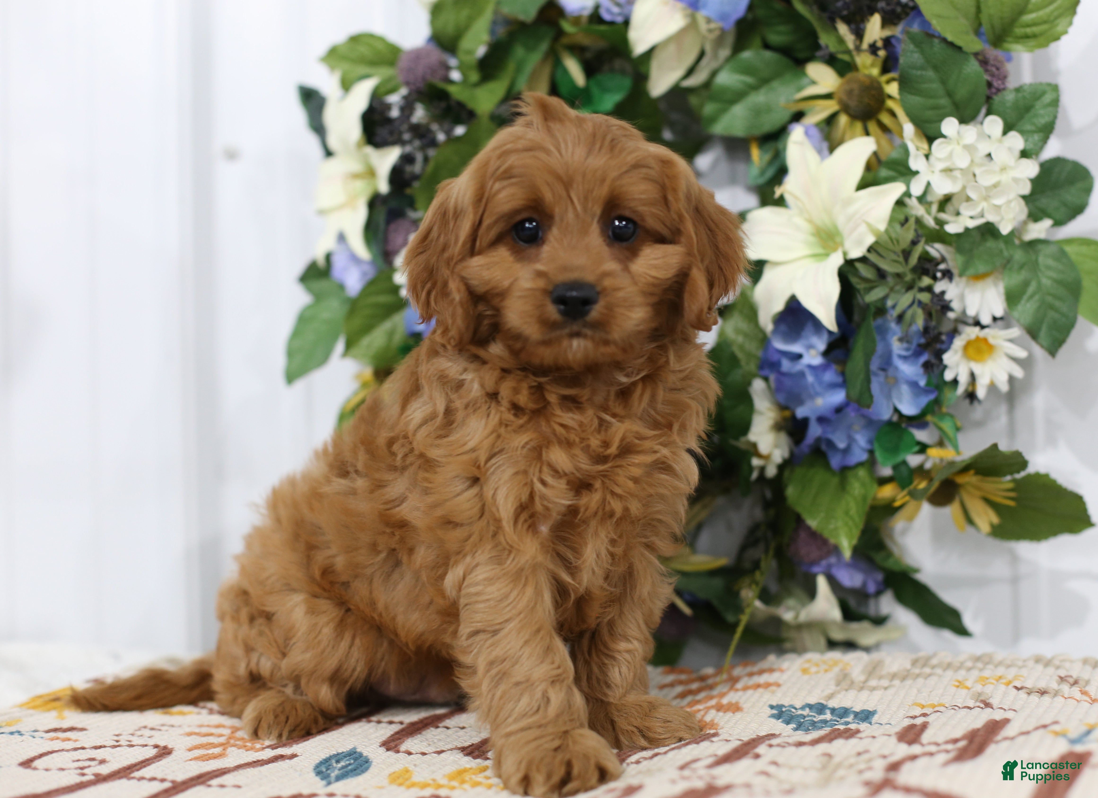 Cavapoo dogs Brodie - Ad 1