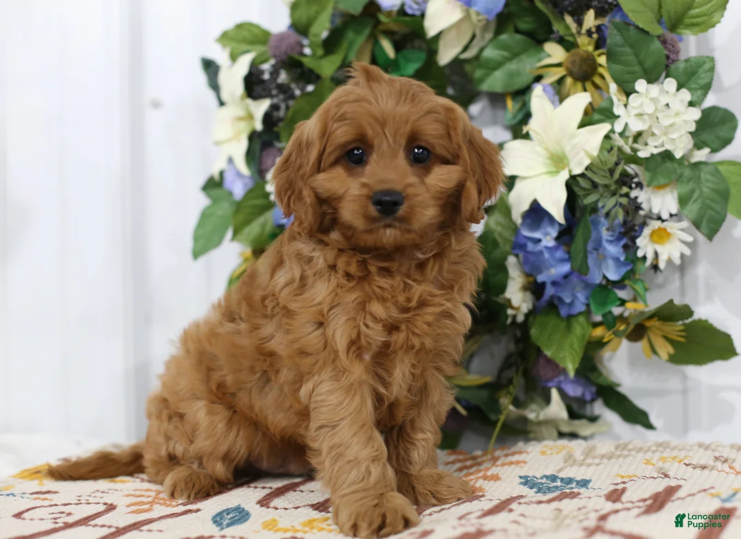 Cavapoo dogs for sale: Brodie - Ad 1