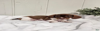 Ollie