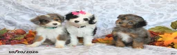 Mini Aussiedoodle dogs for sale: Bryson - Ad 3
