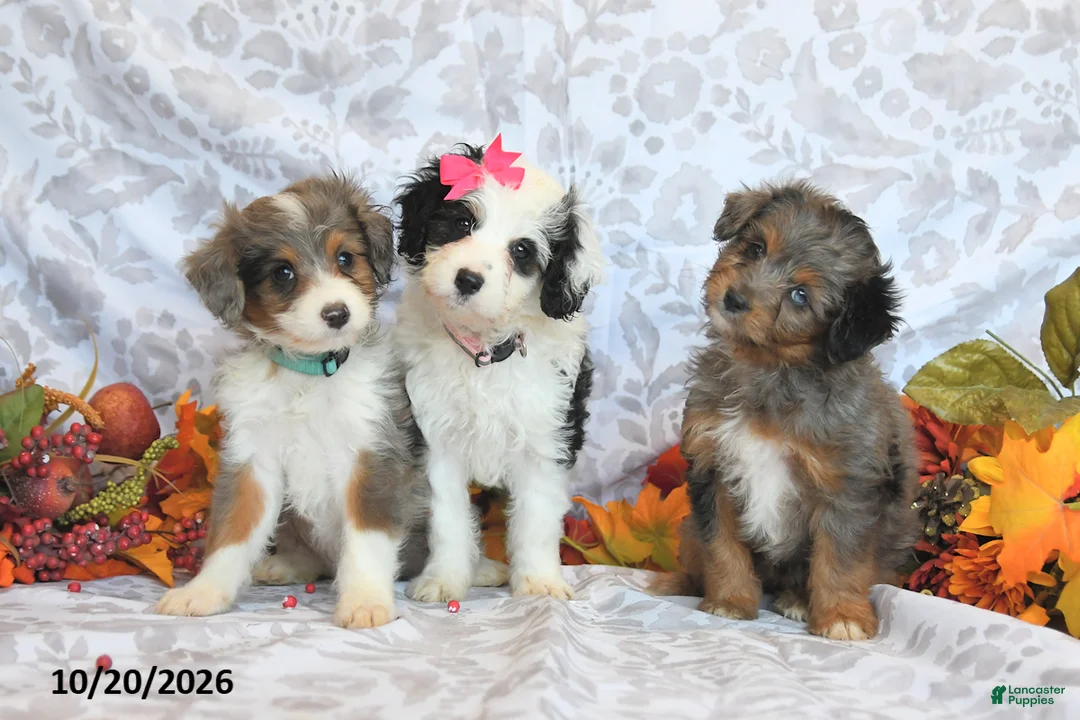 Mini Aussiedoodle dogs for sale: Bryson - Ad 3