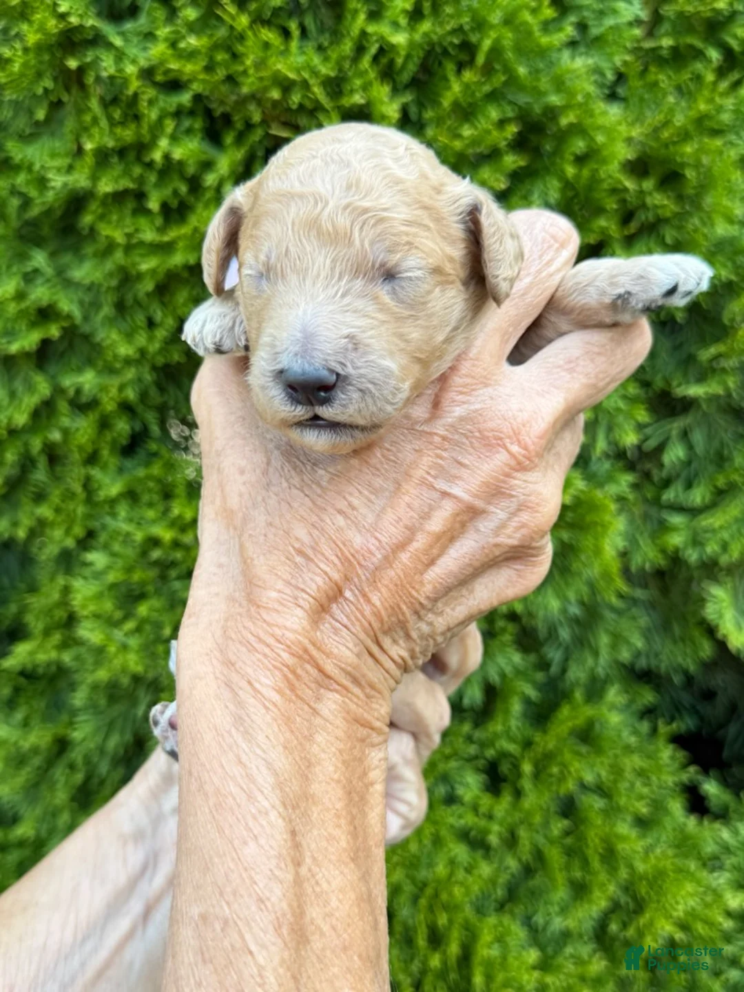 Goldendoodle dogs for sale: Magenta - Ad 1