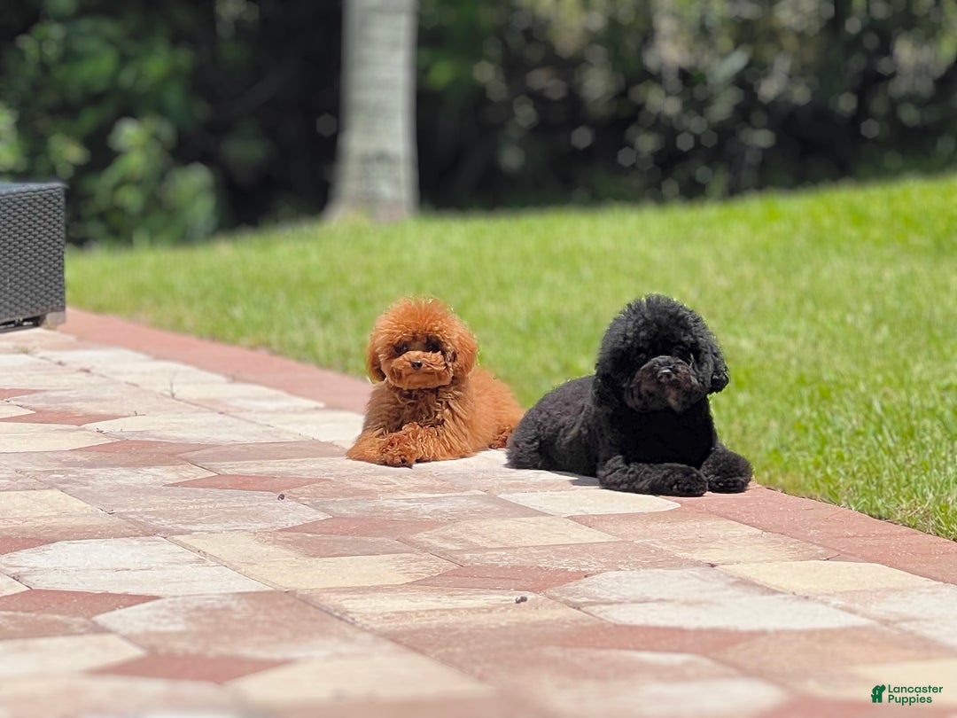 Toy Poodle dogs for sale: Toy Poodle Puppy 2 - Ad 2