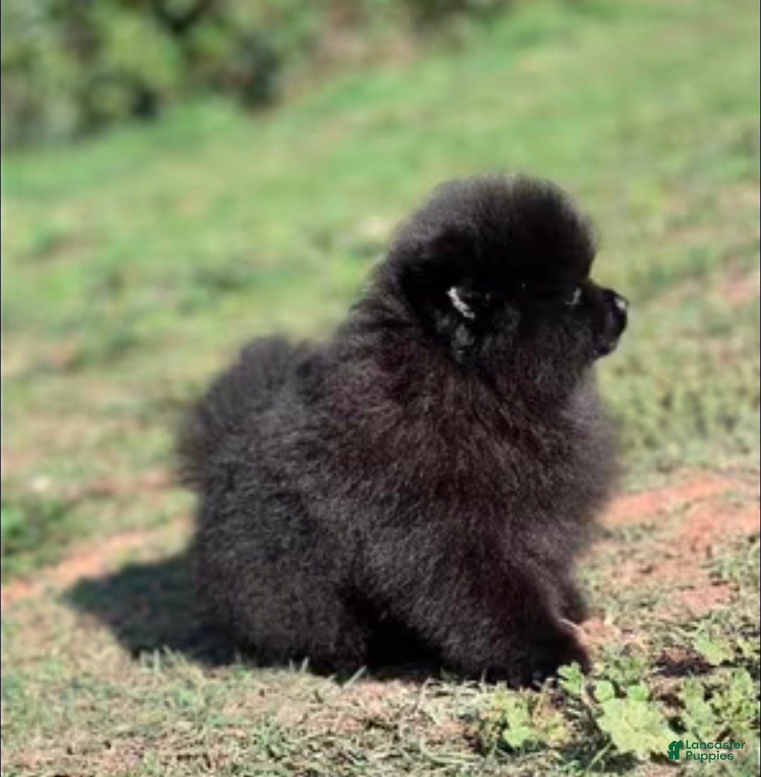 Pomeranian dogs Pomeranian Oreo - Ad 7