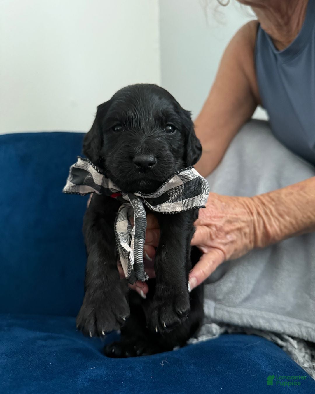 Goldendoodle dogs for sale: Domino - Checkered Bow Boy - Ad 1