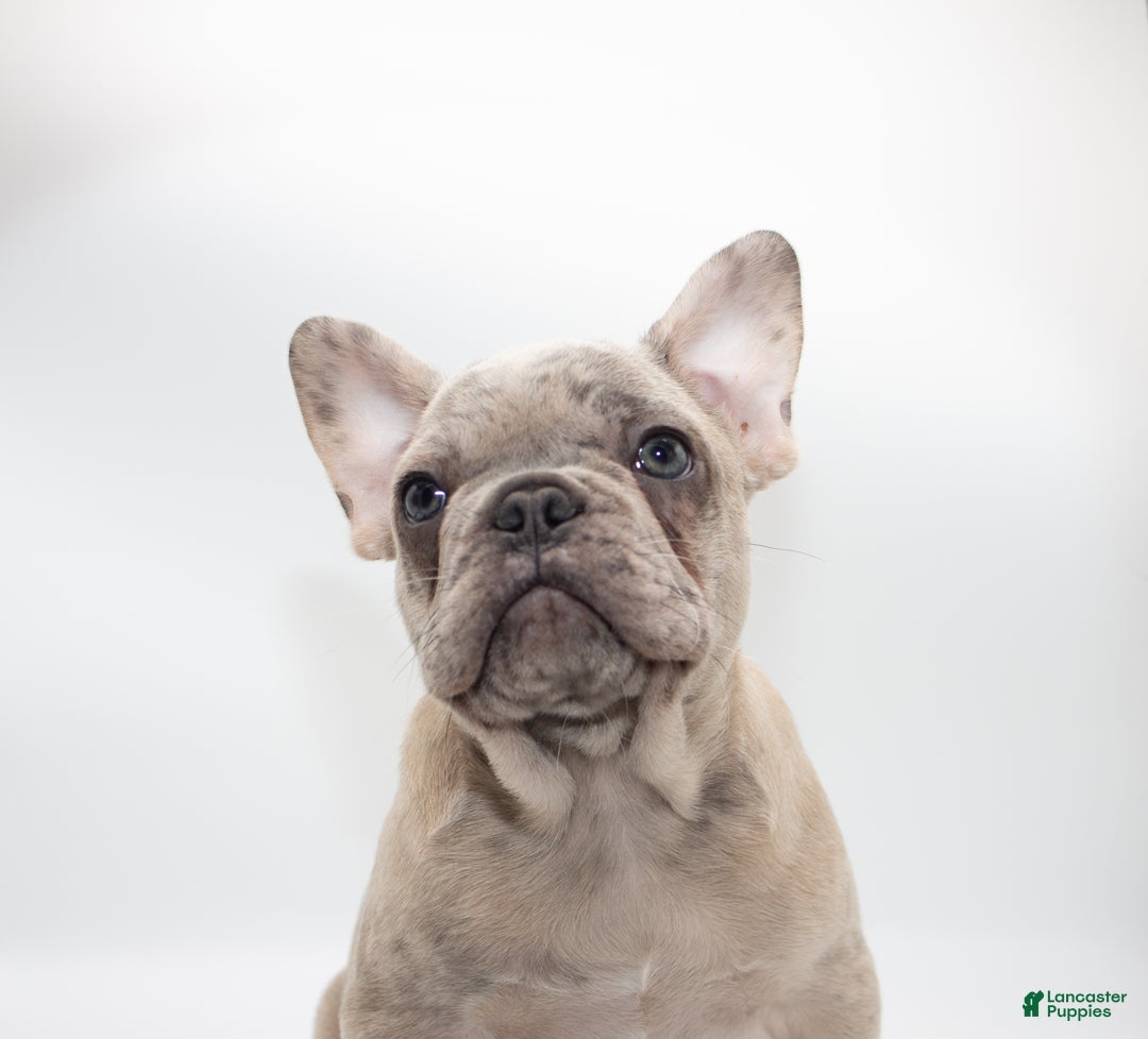 And Tan French Lilac Female French Bulldog For Sale French Bulldog