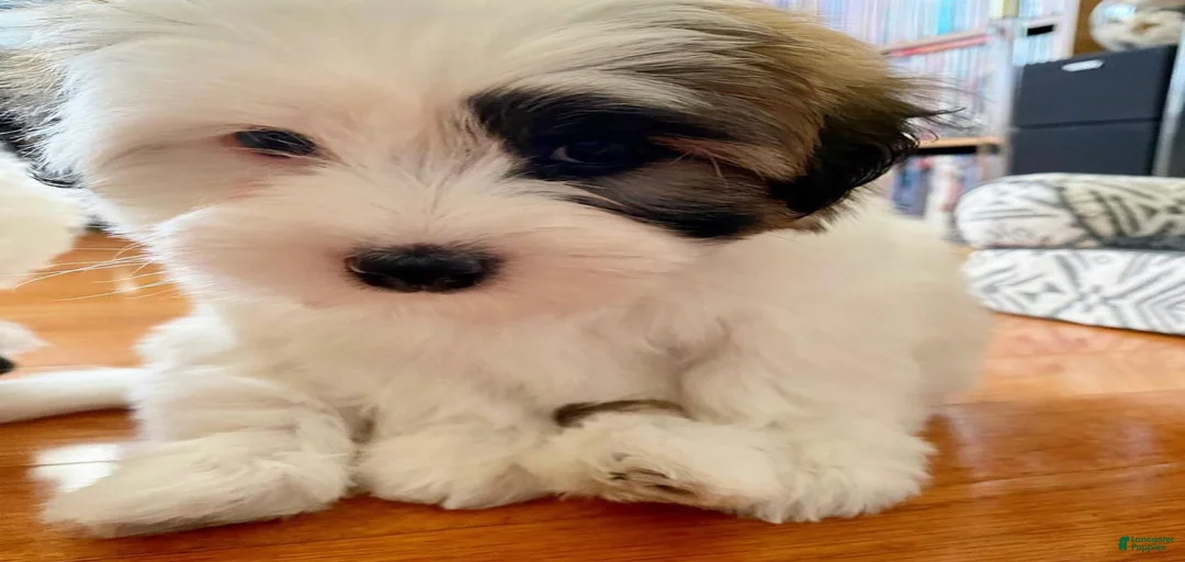 Gallery Image {{count}}