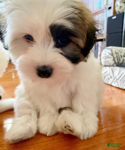 Gallery Image {{count}}