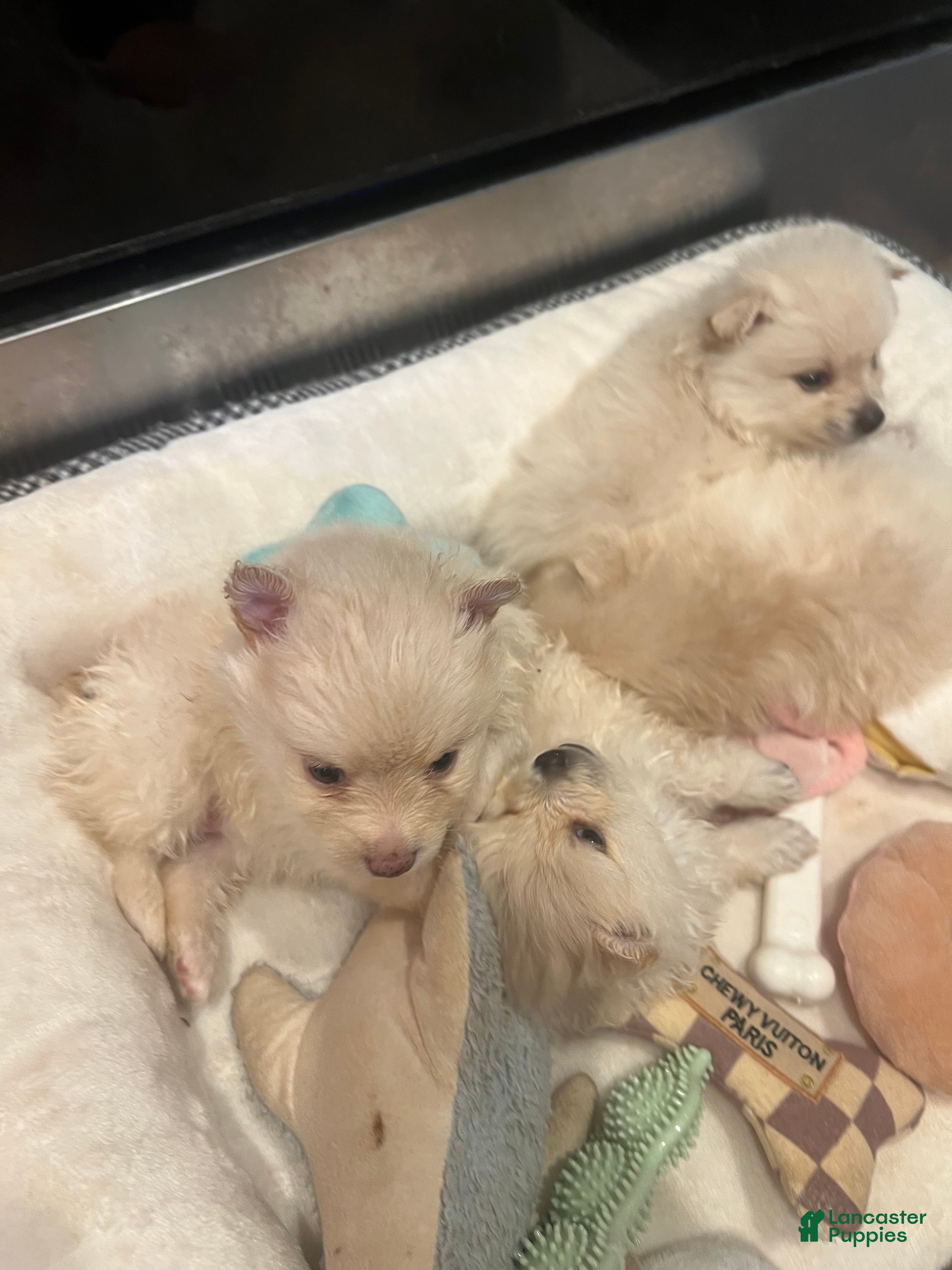 Pomeranian dogs Pomeranian Puppy 1 - Ad 10