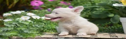 Welsh Corgi Pembroke dogs for sale: Crystal - Ad 4