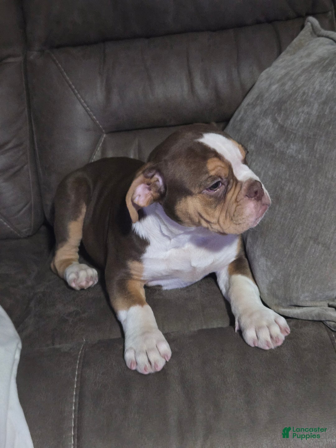 Olde English Bulldogge dogs for sale: Olde English Bulldogge Puppy 1 - Ad 1