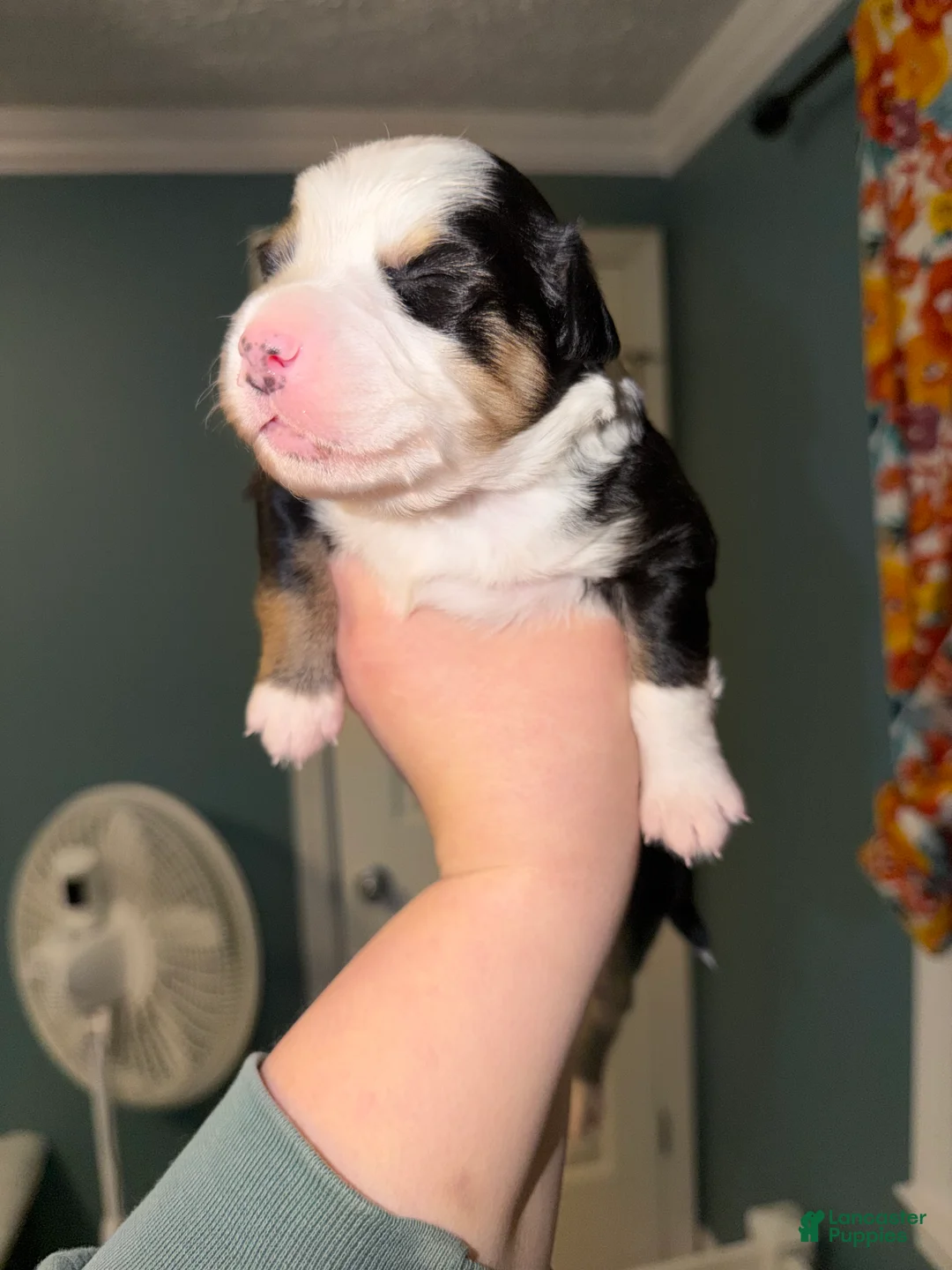 Miniature Australian Shepherd dogs for sale: John - Ad 9