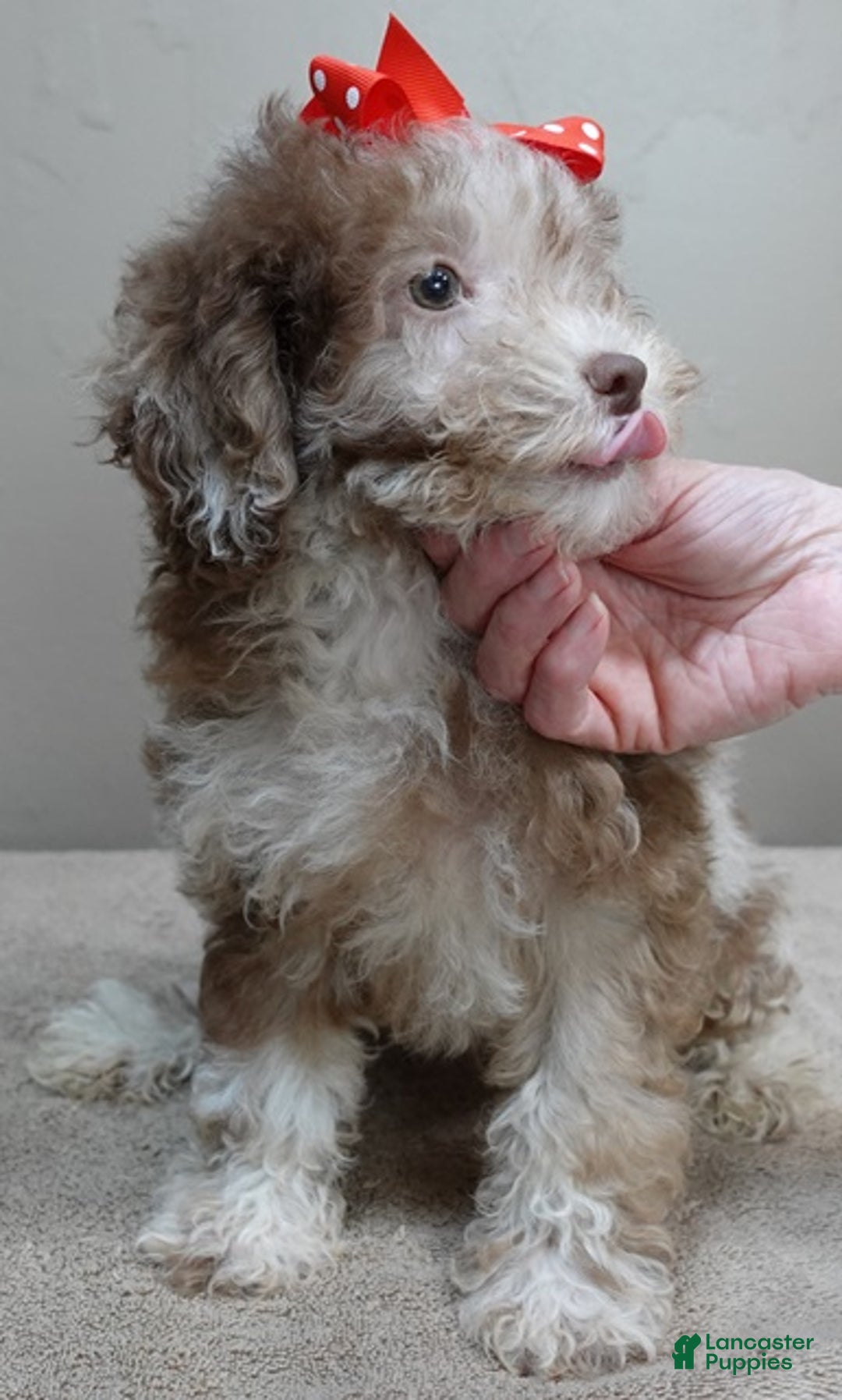 Toy Poodle dogs for sale: iven neutered 12/9/25 - Ad 5