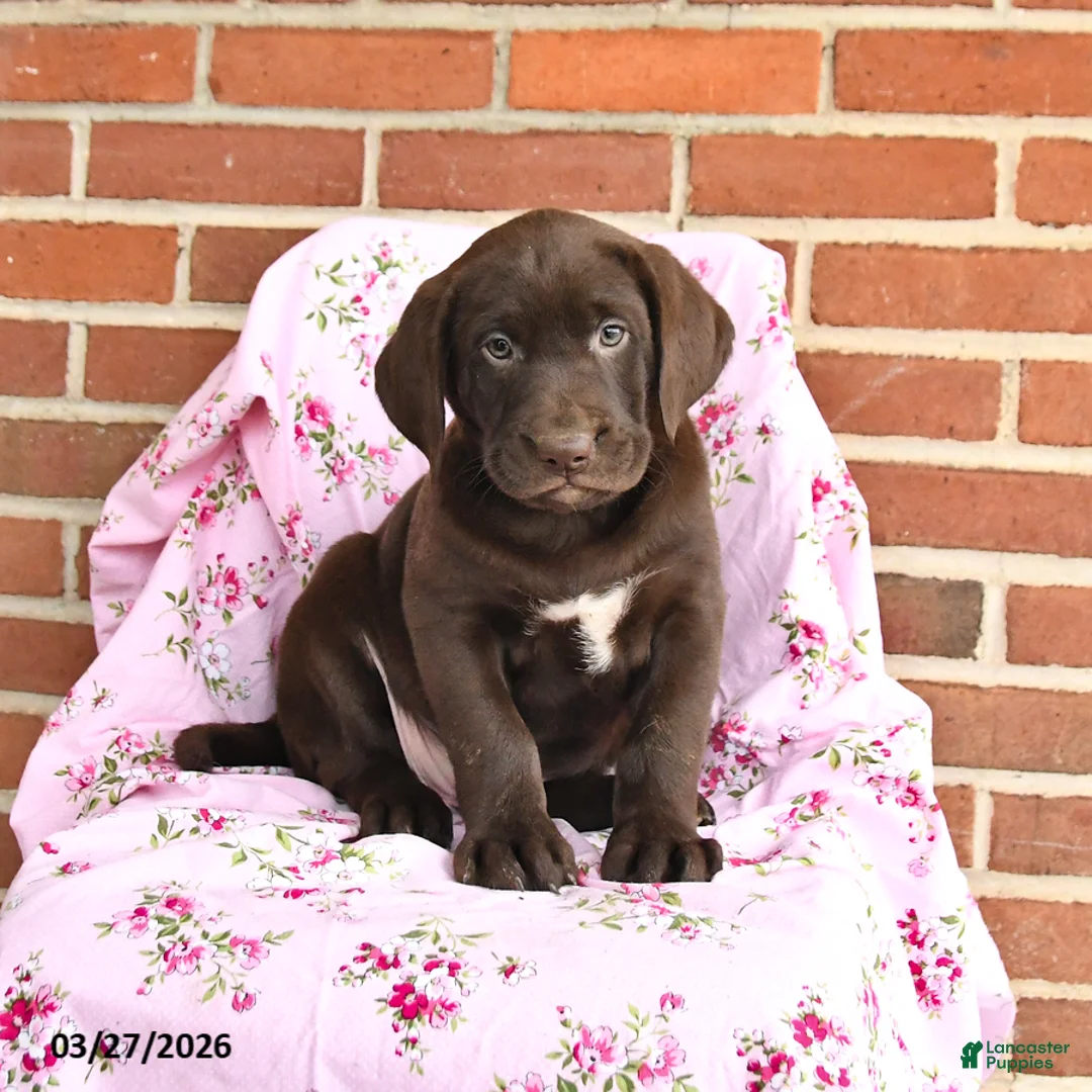Labrador Retriever dogs for sale: Tulip - Ad 3