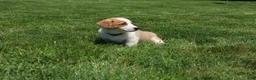 Welsh Corgi Pembroke dogs for sale: Willow  - Ad 8