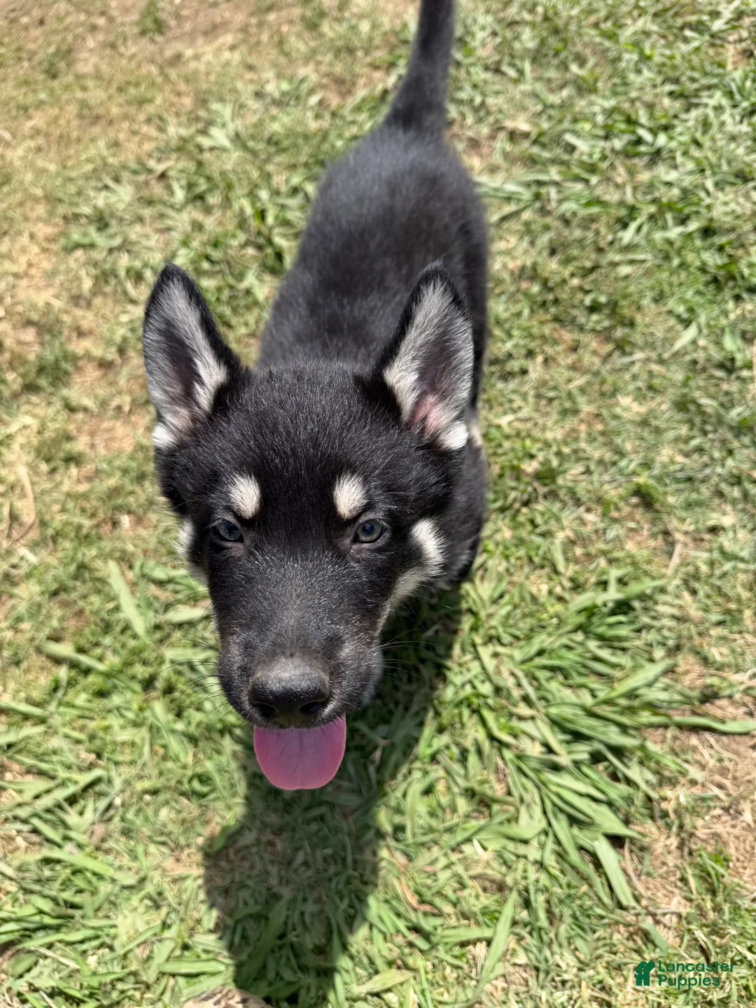 Siberian Husky dogs for sale: Siberian Husky Puppy 7 - Ad 1