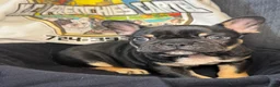 French Bulldog dogs for sale: Jumanji  - Ad 3