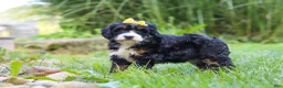 Mini Bernedoodle dogs for sale: Chiclet - Ad 3