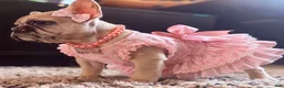 French Bulldog dogs for sale: Puppy 1 - Ad 5