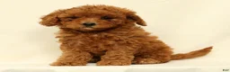 Cavapoo dogs for sale: Casey - Ad 7