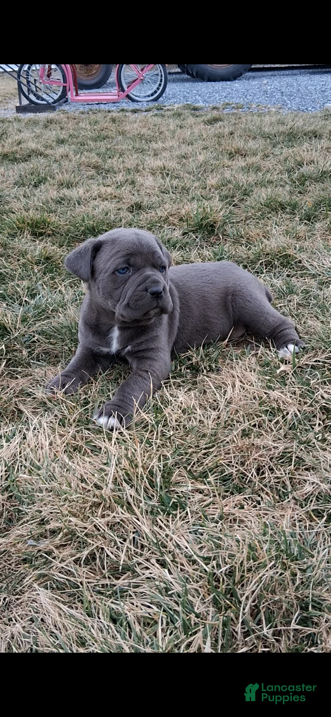 Cane Corso dogs for sale: Bella - Ad 2
