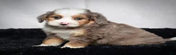 Mini Bernedoodle dogs for sale: Buzz - Ad 5
