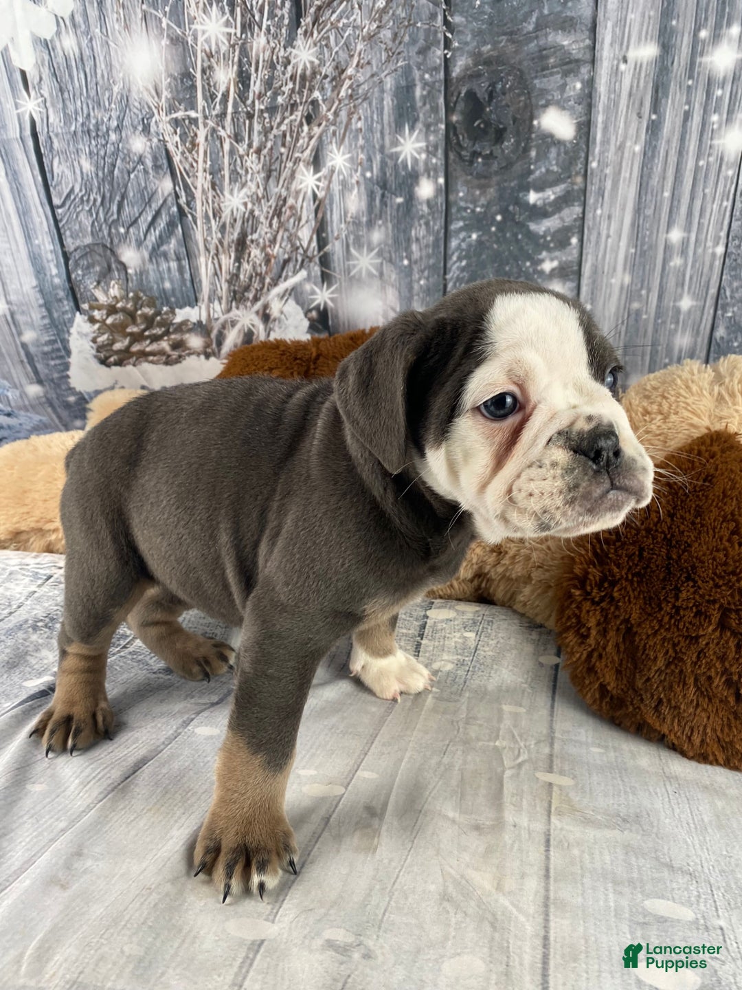 English Bulldog dogs for sale: Hazel - Ad 7
