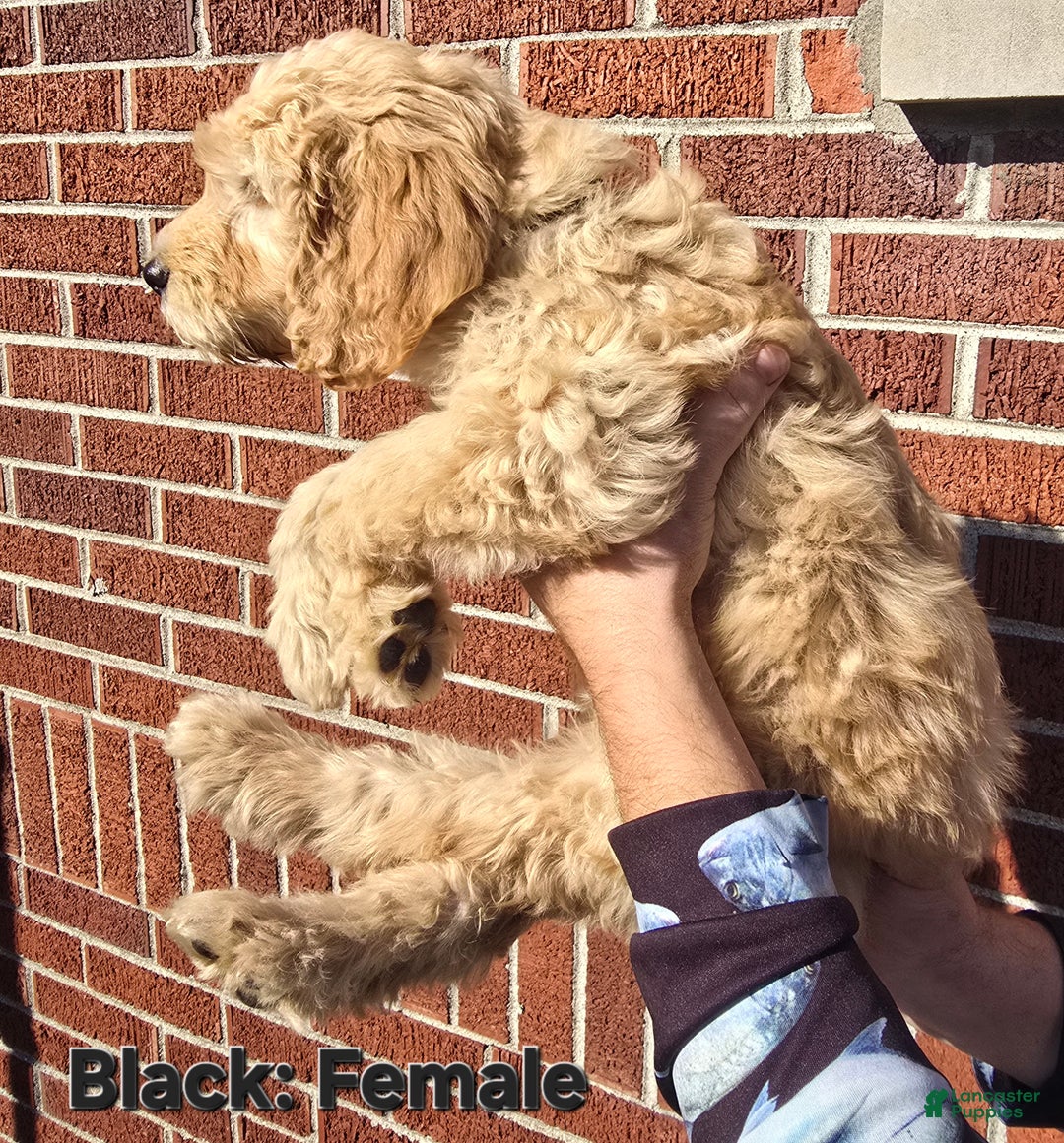 Goldendoodle dogs for sale: Goldendoodle Puppy Black - Ad 2