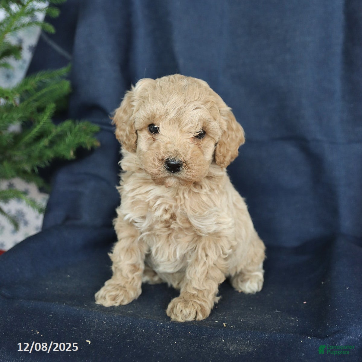 Cockapoo dogs Candy - Ad 35