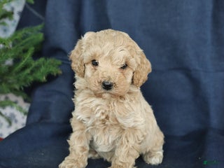 Cockapoo dogs Candy - Ad 37