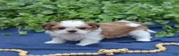 Shih Tzu dogs for sale: Bella - Ad 6