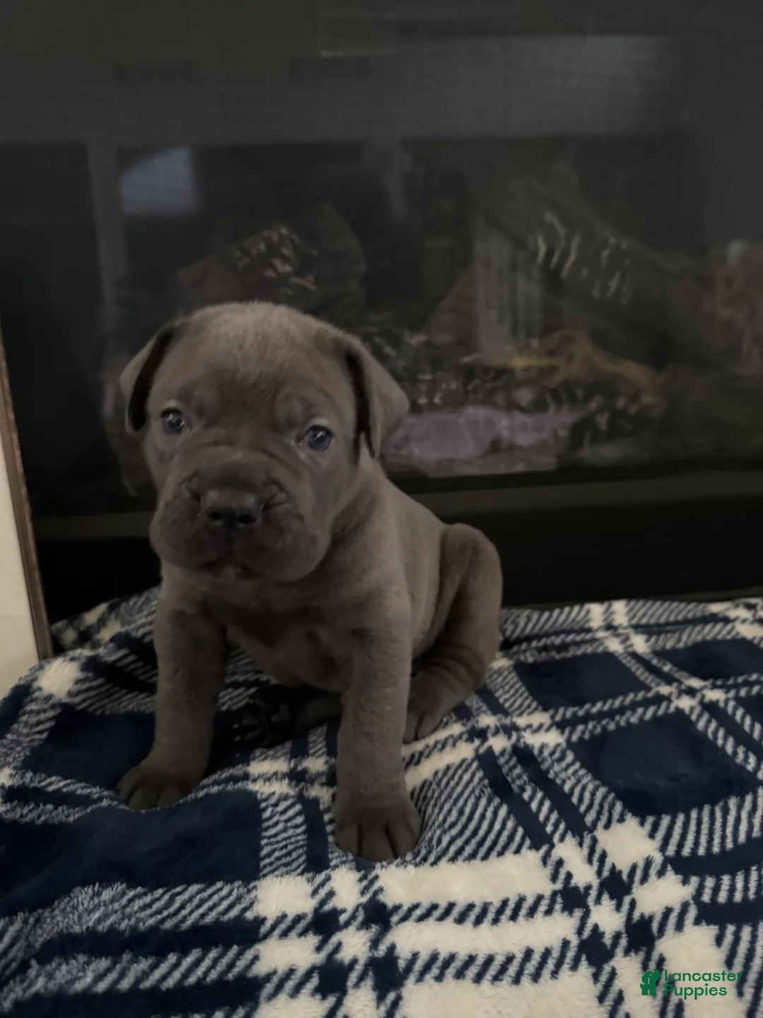 Cane Corso dogs for sale: Cane Corso Puppy 4 - Ad 1
