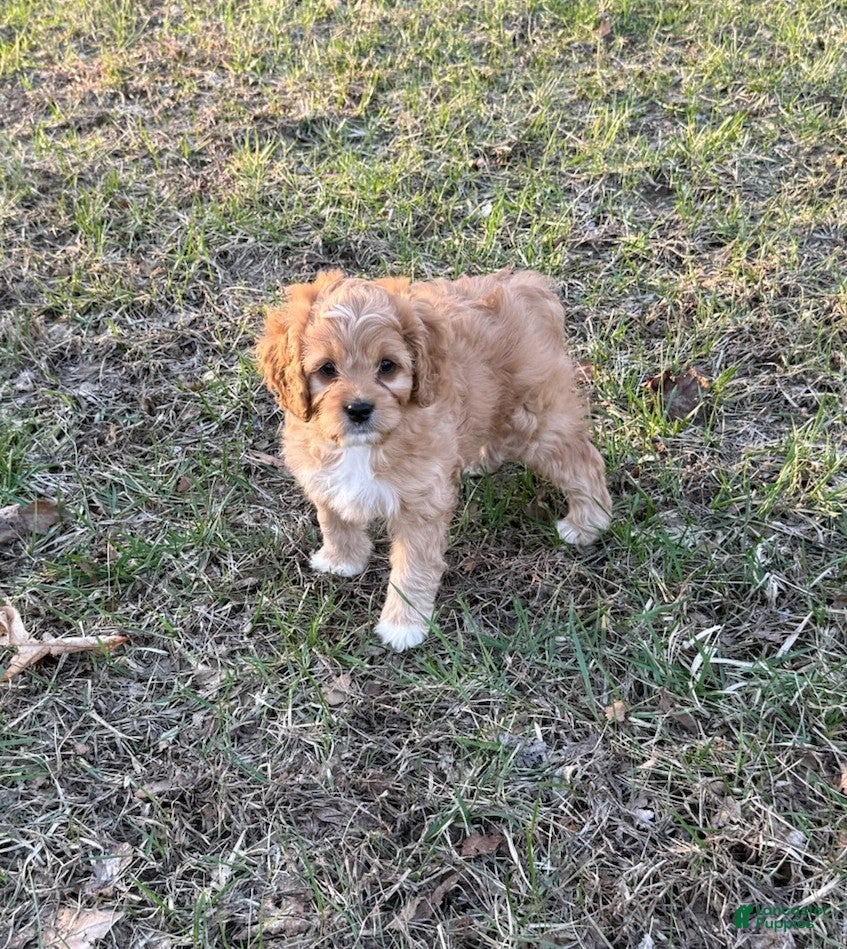 Cavapoo dogs Rocco - Ad 1
