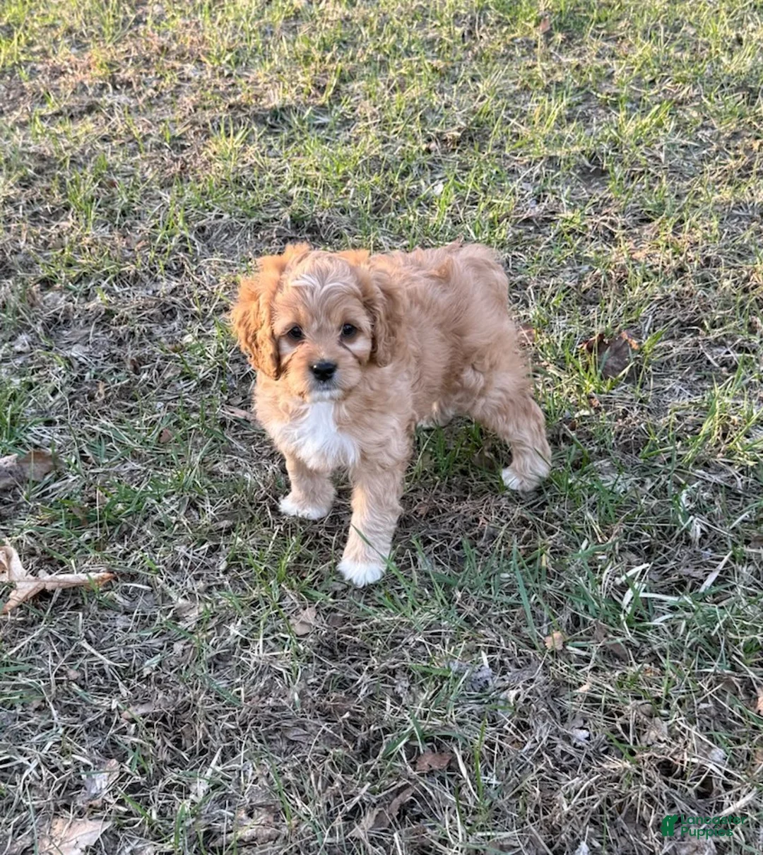 Cavapoo dogs for sale: Rocco - Ad 1