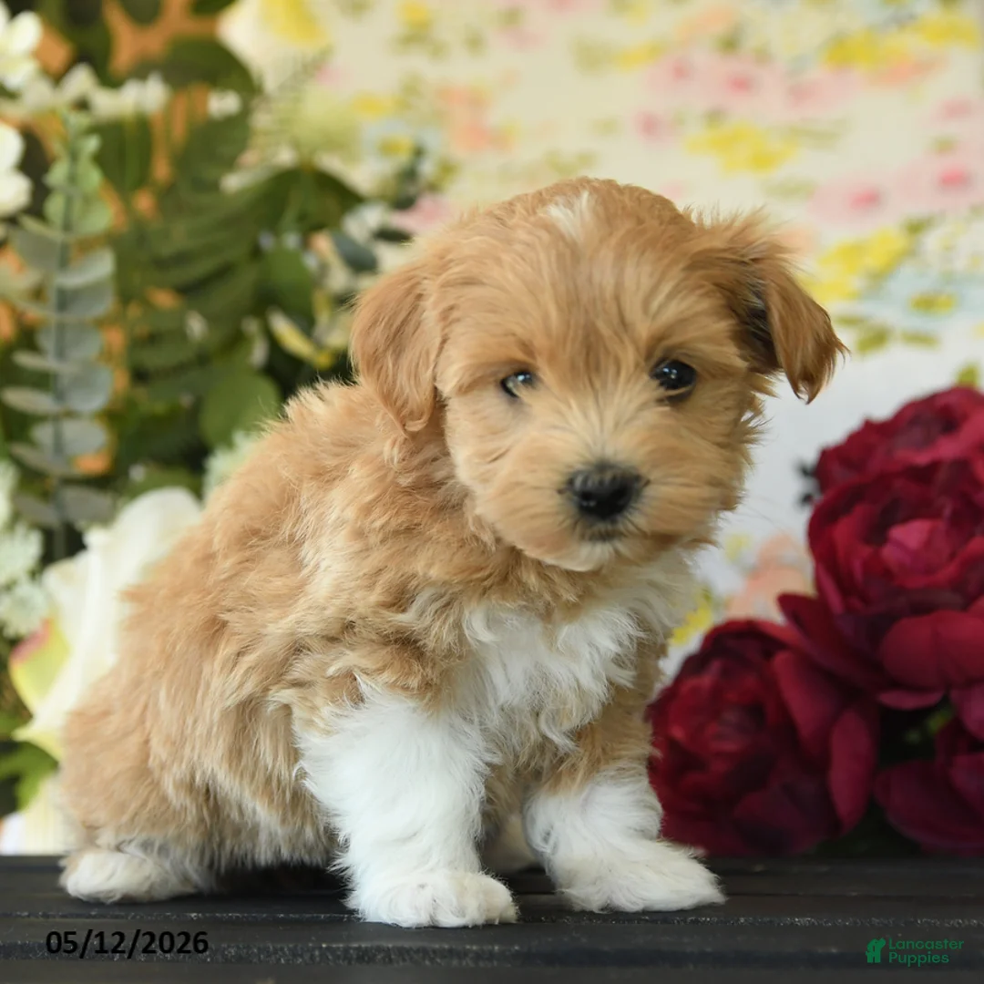 Maltipoo dogs for sale: Savilla - Ad 3