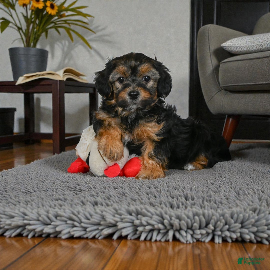 Yorkshire Terrier dogs for sale: SADIE - Ad 2