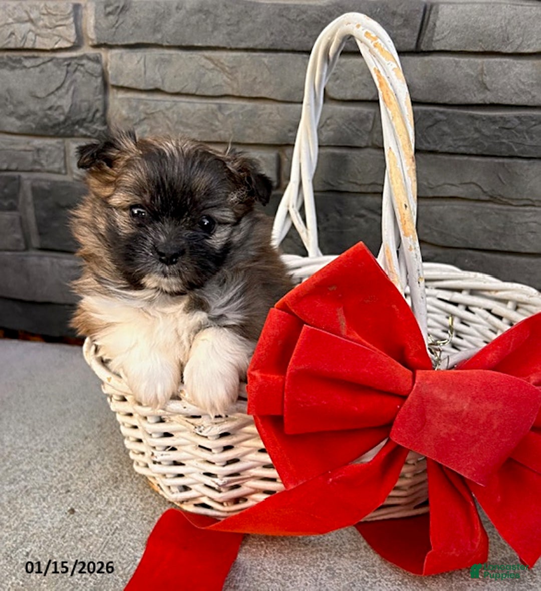 Mixed Breed dogs for sale: Gemma - Ad 2