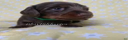 Miniature Dachshund dogs for sale: Tootsie - Ad 26