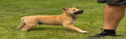 Shiba Inu dogs for sale: Jake - Ad 2