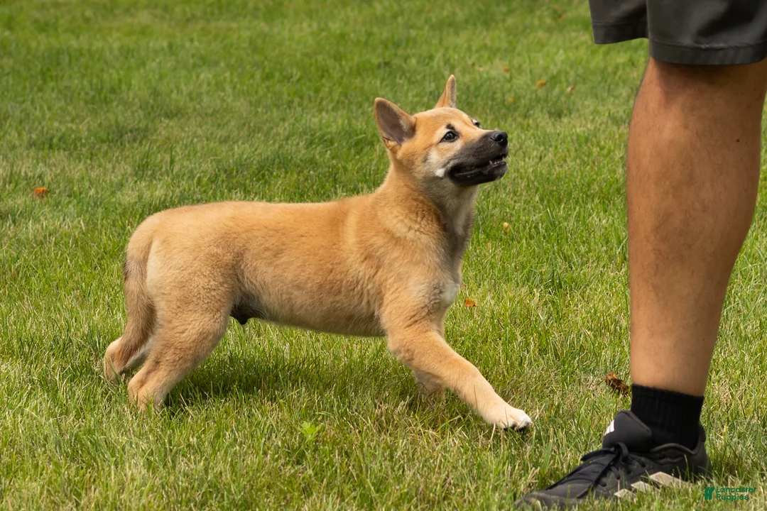 Shiba Inu dogs for sale: Jake - Ad 2