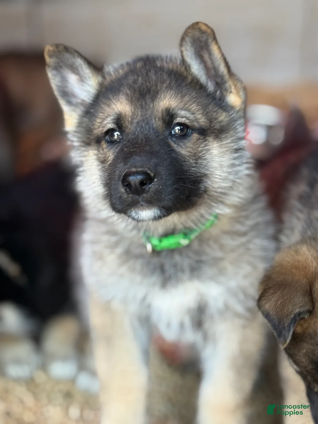 Gerberian Shepsky dogs for sale: Draco - Ad 1