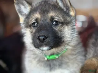 Gerberian Shepsky dogs Draco - Ad 6